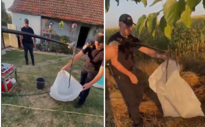 Șarpe capturat în curtea unei locuințe 7 Șarpe capturat în curtea unei locuințe