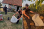 Șarpe capturat în curtea unei locuințe
