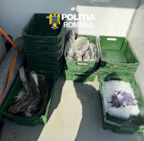 Transport de 300 kg de peşte, fără documente de provenienţă. Poliţiştii au intrat pe fir (foto)