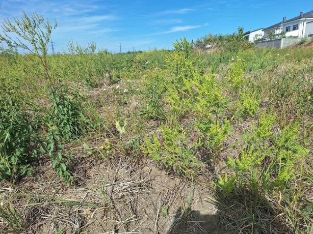 Peste 1.000 de verificări pentru terenurile neîngrijite din Timișoara. Poliția Locală a aplicat amenzi de 184.000 de lei 1 Peste 1.000 de verificări pentru terenurile neîngrijite din Timișoara. Poliția Locală a aplicat amenzi de 184.000 de lei