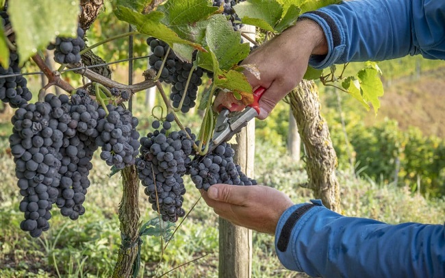 Bănăţenii sunt invitaţi la Vârșeț, la Zilele culesului strugurilor 1 Bănăţenii sunt invitaţi la Vârșeț, la Zilele culesului strugurilor