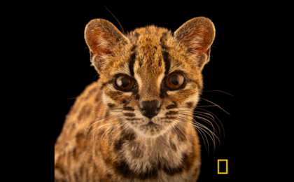 A fost descoperită o nouă specie de pisică sălbatică. „Tigrino” e singurul membru confirmat 1 A fost descoperită o nouă specie de pisică sălbatică. „Tigrino” e singurul membru confirmat