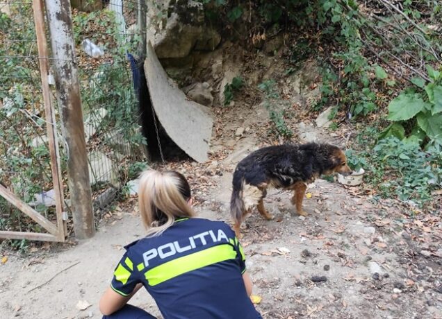 Cățelușă în vârstă de 15 ani, ținută în condiții groaznice. Un bărbat a fost amendat cu 12.000 de lei 1 Cățelușă în vârstă de 15 ani, ținută în condiții groaznice. Un bărbat a fost amendat cu 12.000 de lei