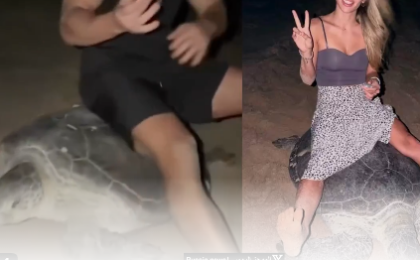Revoltător. Două persoane s-au urcat pe o țestoasă marină în timp ce depunea ouă (video) 52 Revoltător. Două persoane s-au urcat pe o țestoasă marină în timp ce depunea ouă