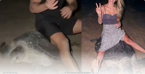 Revoltător. Două persoane s-au urcat pe o țestoasă marină în timp ce depunea ouă (video) 1 Revoltător. Două persoane s-au urcat pe o țestoasă marină în timp ce depunea ouă