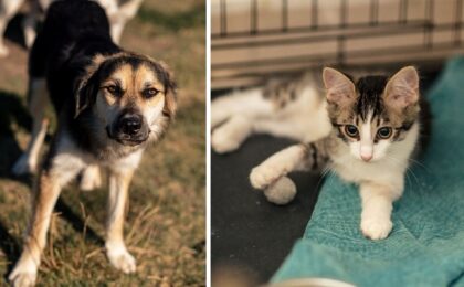 Mai multe animăluţe îşi caută o familie iubitoare. Târg de adopţii la Timişoara 2 Mai multe animăluţe îşi caută o familie iubitoare. Târg de adopţii la Timişoara