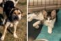 Mai multe animăluţe îşi caută o familie iubitoare. Târg de adopţii la Timişoara