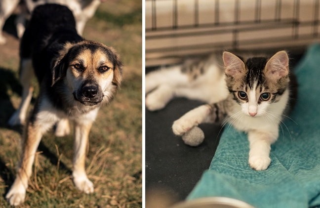 Mai multe animăluţe îşi caută o familie iubitoare. Târg de adopţii la Timişoara 1 Mai multe animăluţe îşi caută o familie iubitoare. Târg de adopţii la Timişoara