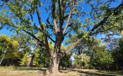 În căutarea arborilor de poveste ai Timişoarei