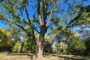În căutarea arborilor de poveste ai Timişoarei