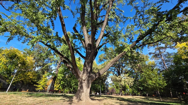 În căutarea arborilor de poveste ai Timişoarei 1 În căutarea arborilor de poveste ai Timişoarei