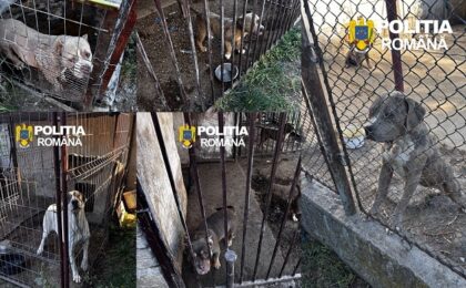 Descindere a poliţiei la un deţinător de câini periculoşi din Timiş 3 Descindere a poliţiei la un deţinător de câini periculoşi din Timiş
