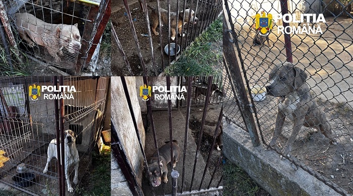Descindere a poliţiei la un deţinător de câini periculoşi din Timiş