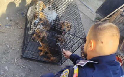 11 căței lăsați fără apă și mâncare, salvați de polițiști