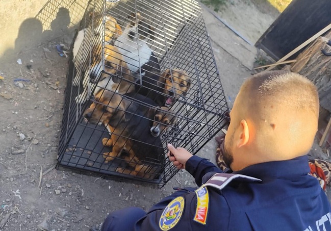 11 căței lăsați fără apă și mâncare, salvați de polițiști