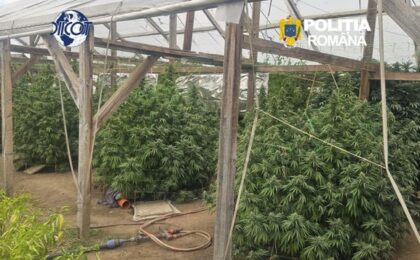 Culturi de canabis în Moșnița Nouă și Periam. Un bărbat a fost arestat (VIDEO) 5 Culturi de canabis în Moșnița Nouă și Periam. Un bărbat a fost arestat (VIDEO)