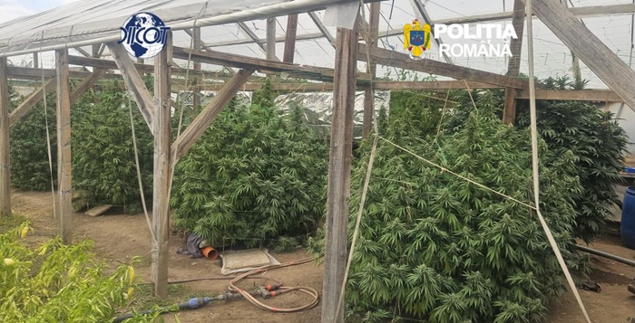 Culturi de canabis în Moșnița Nouă și Periam. Un bărbat a fost arestat (VIDEO) 1 Culturi de canabis în Moșnița Nouă și Periam. Un bărbat a fost arestat (VIDEO)