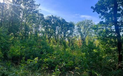 Cum renasc pădurile în zona Lugojului. Peste șase ani de îngrijiri pentru o nouă generație de arbori
