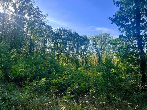 Cum renasc pădurile în zona Lugojului. Peste șase ani de îngrijiri pentru o nouă generație de arbori 1 Cum renasc pădurile în zona Lugojului. Peste șase ani de îngrijiri pentru o nouă generație de arbori