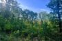 Cum renasc pădurile în zona Lugojului. Peste șase ani de îngrijiri pentru o nouă generație de arbori