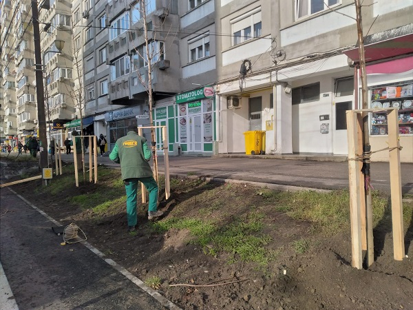 Primăria Timișoara a plantat în două luni 600 de arbori, 3000 de arbuști și peste 300.000 de plante 1 Primăria Timișoara a plantat în două luni 600 de arbori, 3000 de arbuști și peste 300.000 de plante