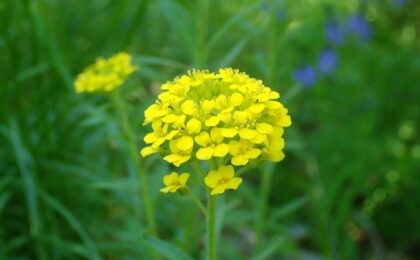 Redescoperire de senzaţie în Parcul Național Cheile Nerei – Beușnița, după aproape 200 de ani