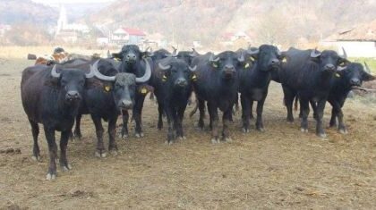 Crescătorii de bovine de carne şi de bubaline pot depune cereri pentru ajutor de stat