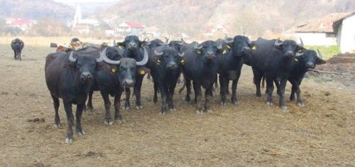 Crescătorii de bovine de carne şi de bubaline pot depune cereri pentru ajutor de stat