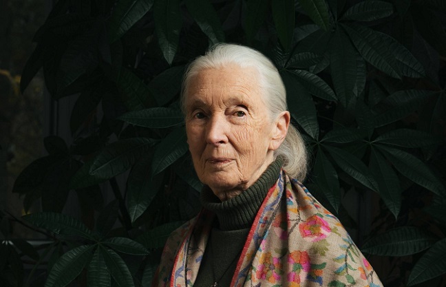 Jane Goodall, pioniera studiului cimpanzeilor, a murit la 91 de ani