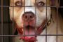 Un câine din rasa Pit Bull Terrier cu urechile tăiate, capturat în apropierea unei grădinițe
