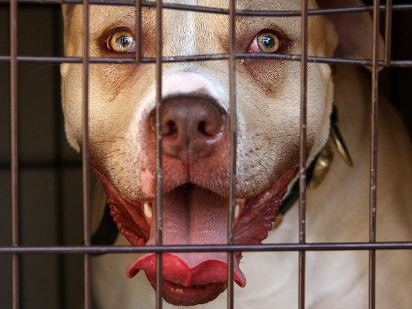 Un câine din rasa Pit Bull Terrier cu urechile tăiate, capturat în apropierea unei grădinițe