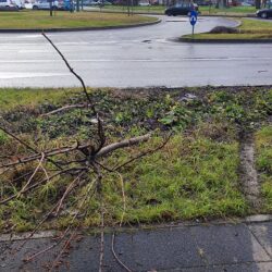 S-a oprit cu maşina într-un pom dintr-un parc, în centrul Timişoarei (foto)