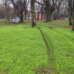 S-a oprit cu maşina într-un pom dintr-un parc, în centrul Timişoarei (foto)