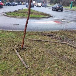 S-a oprit cu maşina într-un pom dintr-un parc, în centrul Timişoarei (foto)