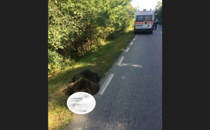 Urs lovit mortal de o mașină. Șoferul a suferit traumatism toracic și atac de panică