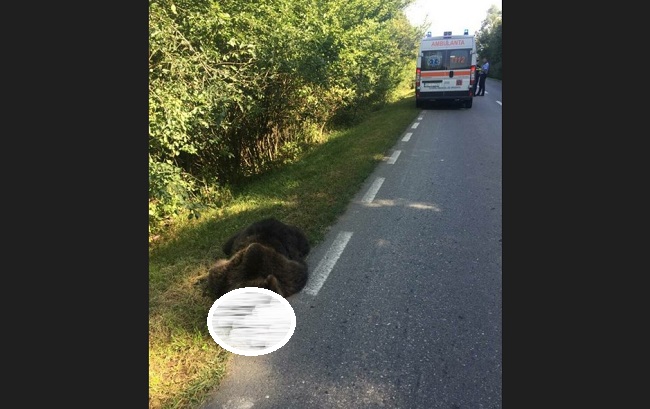 Urs lovit mortal de o mașină. Șoferul a suferit traumatism toracic și atac de panică