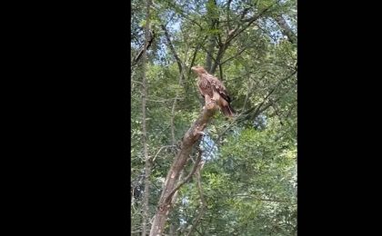 O specie dispărută din România acum 45 de ani a apărut din nou, în vestul țării
