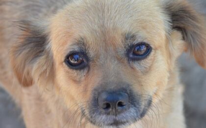 Târg de adopții de cățeluși și pisicuțe, la Timișoara