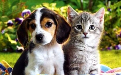 Zeci de pisicuţe şi căţeluşi îşi caută o familie iubitoare. Târg de adopţii la Timişoara