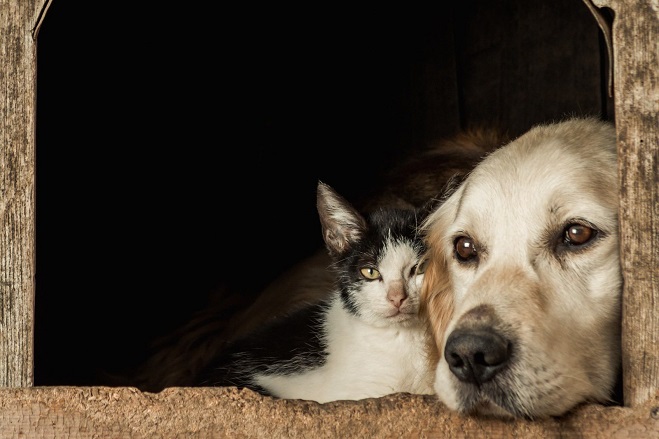 Zeci de animăluţe aşteaptă o familie iubitoare. Târg de adopţii organizat de Primăria Timişoara