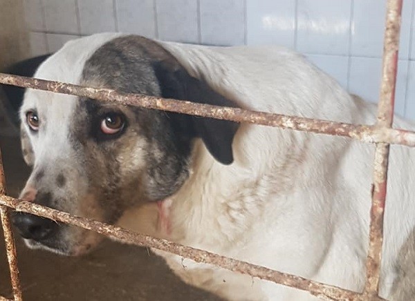 Târguri de adopție a câinilor fără stăpân, la Timișoara