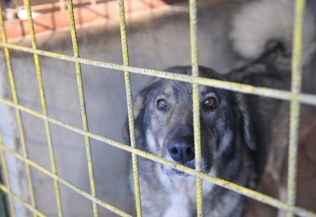 Un nou târg de adopții canine la Timişoara