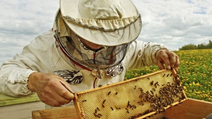 Regulament pentru pășunatul albinelor într-o comună din Timiș