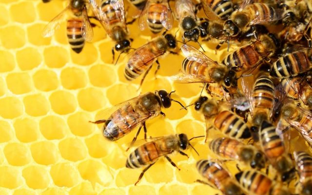 Ministrul Agriculturii, Adrian Chesnoiu, a dat undă verde folosirii insecticidelor interzise în UE pentru că omoară albine