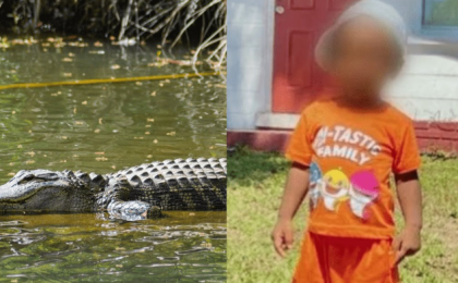 Un ofițer de poliție a împușcat un aligator. Trupul unui băiețel de doi ani era în gura reptilei
