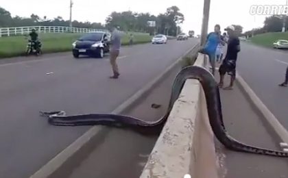 anaconda brazilia
