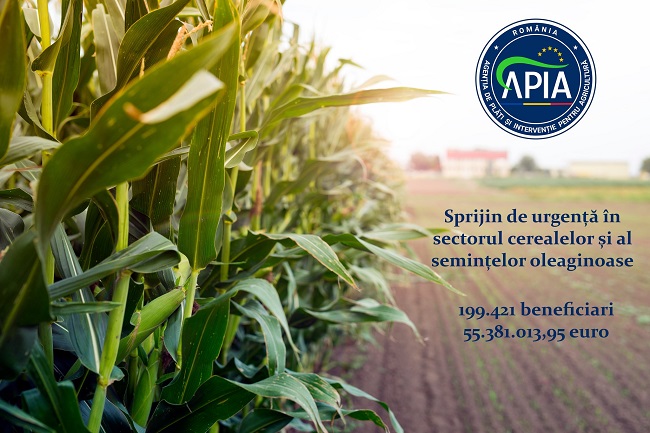 APIA: Peste 274 milioane lei autorizate la plată pentru sectorul cerealelor și cel al semințelor oleaginoase