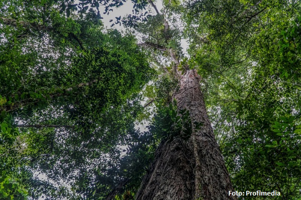 A fost descoperit cel mai mare copac din lume. Uriașul arbore are înălțimea unui bloc cu 25 de etaje