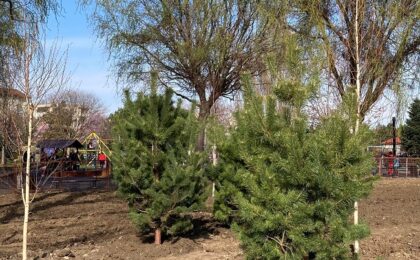 30 de arbori au fost plantați în zona Clăbucet din Timișoara