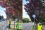 Timișorenii pot sesiza zonele unde indicatoarele rutiere sunt acoperite de crengile unor arbori